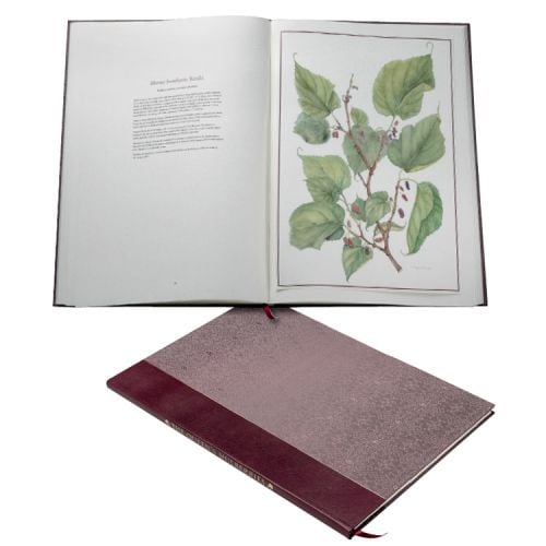 Illustrated pages of The Queen's Mulberries Limited Edition book. 