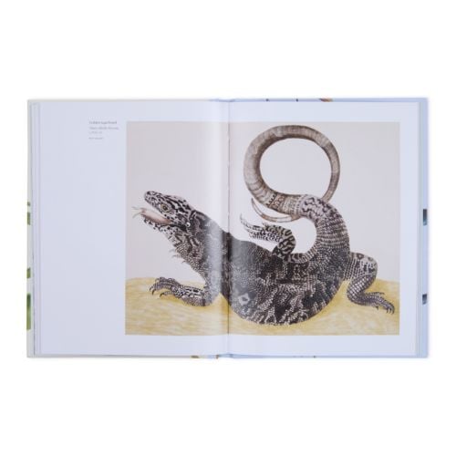 Front cover of Animalia from the Royal Collection. Illustrations of fish and iguana on a pale green background.